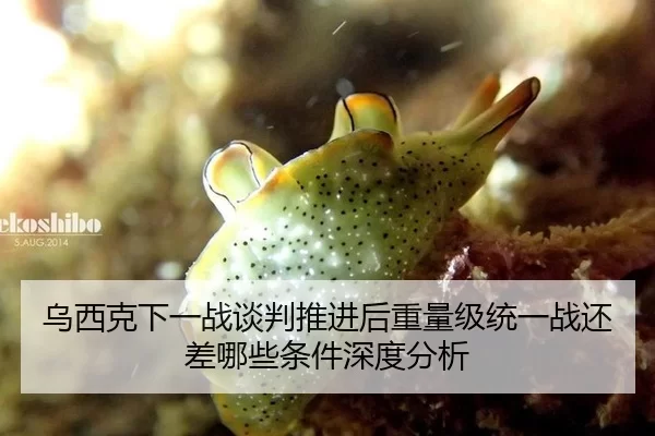 乌西克下一战谈判推进后重量级统一战还差哪些条件深度分析